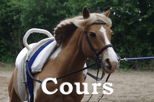 Poneys, Cours d'équitation, dressage, CSO